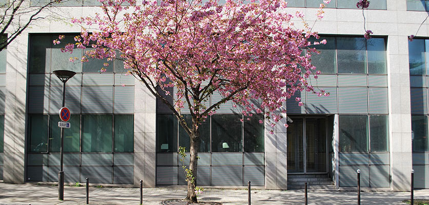 Image of building on EHESS campus with a blossoming tree out front.